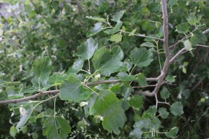 populus canescens (1) (1200 x 800).jpg_product